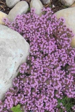 Pink Chintz Thyme - Thymus Serpyllum - 6 Pack Of Pint Pots -US Fruit Trees Sales Store Thyme Red Creeping 12 3
