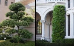 Podocarpus Macrophyllus Upright Yew - 3 Gallon Pot -US Fruit Trees Sales Store Yew Podocarpus 2