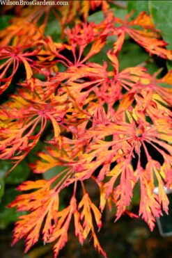 Fairy Lights Full Moon Japanese Maple - 3 Gallon Pot -US Fruit Trees Sales Store acer japonicum fairy lights full moon maple 3