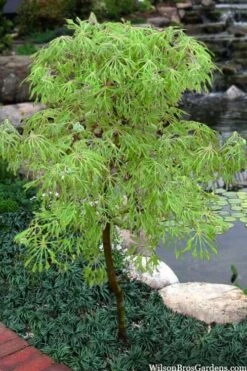 Fairy Lights Full Moon Japanese Maple - 3 Gallon Pot -US Fruit Trees Sales Store acer japonicum fairy lights full moon maple 5