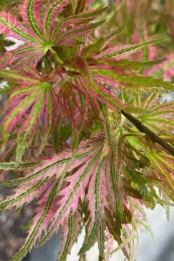 Abigail Rose Japanese Maple - 3 Gallon Pot -US Fruit Trees Sales Store acer palmatum abigail rose japanese maple 3