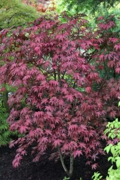 Amagi Shigure Japanese Maple - 3 Gallon Pot 11 Amagi Shigure Japanese Maple - 3 Gallon Pot -US Fruit Trees Sales Store acer palmatum amagi shigure japanese maple 1