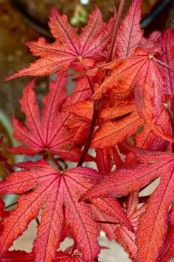 Amagi Shigure Japanese Maple - 3 Gallon Pot 14 Amagi Shigure Japanese Maple - 3 Gallon Pot -US Fruit Trees Sales Store acer palmatum amagi shigure japanese maple 6