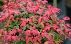 Beni Hime Dwarf Japanese Maple - 3 Gallon Pot -US Fruit Trees Sales Store acer palmatum beni hime japanese maple 22