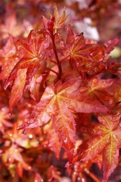 Beni Hime Dwarf Japanese Maple - 3 Gallon Pot -US Fruit Trees Sales Store acer palmatum beni hime japanese maple 23