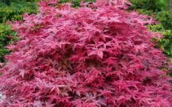 'Beni Maiko' Red Dancing Girl Japanese Maple - 1 Gallon Pot 9 'Beni Maiko' Red Dancing Girl Japanese Maple - 1 Gallon Pot -US Fruit Trees Sales Store acer palmatum beni maiko japanese maple 2