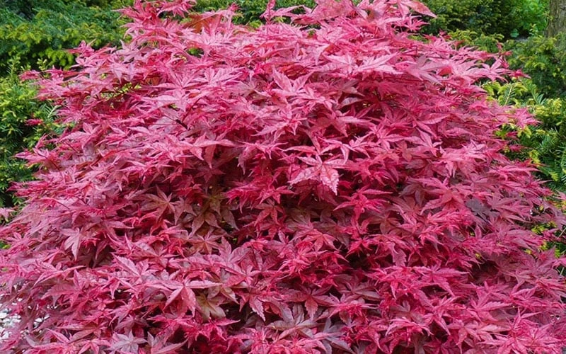'Beni Maiko' Red Dancing Girl Japanese Maple - 1 Gallon Pot 5 'Beni Maiko' Red Dancing Girl Japanese Maple - 1 Gallon Pot - Image 5