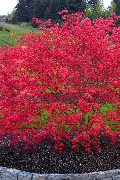 'Beni Maiko' Red Dancing Girl Japanese Maple - 1 Gallon Pot 1 'Beni Maiko' Red Dancing Girl Japanese Maple - 1 Gallon Pot