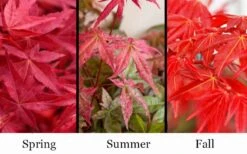 'Beni Maiko' Red Dancing Girl Japanese Maple - 1 Gallon Pot 8 'Beni Maiko' Red Dancing Girl Japanese Maple - 1 Gallon Pot -US Fruit Trees Sales Store acer palmatum beni maiko japanese maple 5