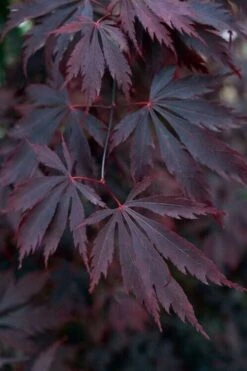 Black Lace Japanese Maple - 6 Gallon Pot -US Fruit Trees Sales Store acer palmatum black lace japanese maple 1