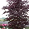 Black Lace Japanese Maple - 6 Gallon Pot