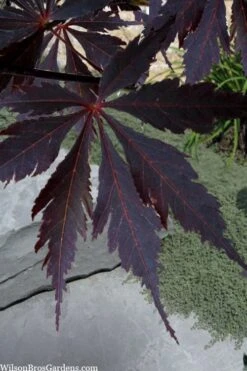 Black Lace Japanese Maple - 6 Gallon Pot -US Fruit Trees Sales Store acer palmatum black lace japanese maple 3