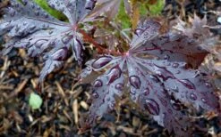 Black Lace Japanese Maple - 6 Gallon Pot -US Fruit Trees Sales Store acer palmatum black lace japanese maple 4