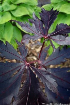 Black Lace Japanese Maple - 6 Gallon Pot -US Fruit Trees Sales Store acer palmatum black lace japanese maple 5
