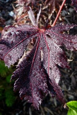 Black Lace Japanese Maple - 6 Gallon Pot -US Fruit Trees Sales Store acer palmatum black lace japanese maple 7