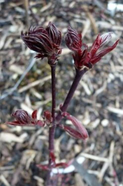 Black Lace Japanese Maple - 6 Gallon Pot -US Fruit Trees Sales Store acer palmatum black lace japanese maple 8