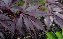 Black Lace Japanese Maple - 6 Gallon Pot -US Fruit Trees Sales Store acer palmatum black lace japanese maple 9