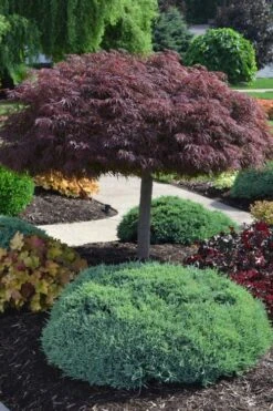 Crimson Queen Dwarf Japanese Maple (High Graft Tree Form) - 2 Gallon Pot -US Fruit Trees Sales Store acer palmatum dissectum crimson queen high graft tree form formal