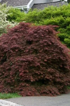 Crimson Queen Dwarf Japanese Maple - 2 Gallon Pot -US Fruit Trees Sales Store acer palmatum dissectum crimson queen low graft shrub form 1 1