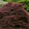 Crimson Queen Dwarf Japanese Maple - 2 Gallon Pot