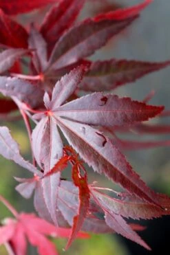 Dragon Tears Japanese Maple - 3 Gallon Pot -US Fruit Trees Sales Store acer palmatum dragon tears japanese maple 1