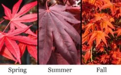 Dragon Tears Japanese Maple - 3 Gallon Pot -US Fruit Trees Sales Store acer palmatum dragon tears japanese maple 6