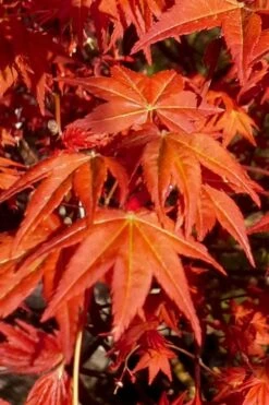 Dragon Tears Japanese Maple - 3 Gallon Pot -US Fruit Trees Sales Store acer palmatum dragon tears japanese maple 7