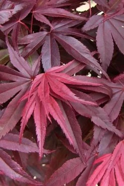 Emperor 1 Japanese Maple - 5 Gallon Pot (4'-5') -US Fruit Trees Sales Store acer palmatum emperor 1 japanese maple 20 1