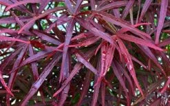 Ribbon Leaf Japanese Maple (Acer Palmatum 'Atrolineare') - 3 Gallon Pot -US Fruit Trees Sales Store acer palmatum filifera purpurea 3