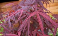 Ribbon Leaf Japanese Maple (Acer Palmatum 'Atrolineare') - 3 Gallon Pot -US Fruit Trees Sales Store acer palmatum filifera purpurea 4