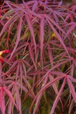 Ribbon Leaf Japanese Maple (Acer Palmatum 'Atrolineare') - 3 Gallon Pot -US Fruit Trees Sales Store acer palmatum filifera purpurea 5