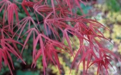 Ribbon Leaf Japanese Maple (Acer Palmatum 'Atrolineare') - 3 Gallon Pot -US Fruit Trees Sales Store acer palmatum filifera purpurea 6