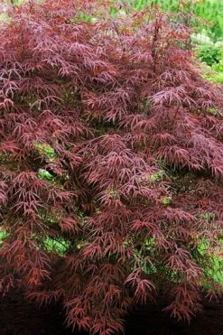 Ribbon Leaf Japanese Maple (Acer Palmatum 'Atrolineare') - 3 Gallon Pot -US Fruit Trees Sales Store acer palmatum filifera purpurea 7