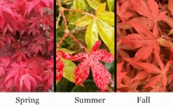 Gable's Glory Chameleon Japanese Maple - 1 Gallon Pot -US Fruit Trees Sales Store acer palmatum gables glory japanese maple 1