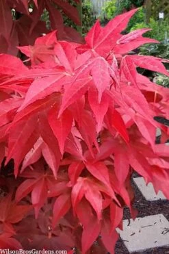 Gable's Glory Chameleon Japanese Maple - 1 Gallon Pot -US Fruit Trees Sales Store acer palmatum gables glory japanese maple 2