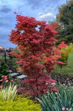 Gable's Glory Chameleon Japanese Maple - 1 Gallon Pot -US Fruit Trees Sales Store acer palmatum gables glory japanese maple 6