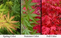 Glowing Embers Japanese Maple - 7 Gallon Pot (5-6') -US Fruit Trees Sales Store acer palmatum glowing embers japanese maple 21