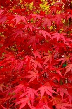 Glowing Embers Japanese Maple - 7 Gallon Pot (5-6') -US Fruit Trees Sales Store acer palmatum glowing embers japanese maple 22