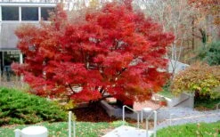 Glowing Embers Japanese Maple - 7 Gallon Pot (5-6') -US Fruit Trees Sales Store acer palmatum glowing embers japanese maple 24