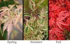 Hana Tsukasa Japanese Maple - 3 Gallon Pot (2-3') -US Fruit Trees Sales Store acer palmatum hana tsukasa japanese maple 1