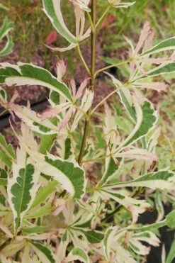 Hana Tsukasa Japanese Maple - 3 Gallon Pot (4-5') -US Fruit Trees Sales Store acer palmatum hana tsukasa japanese maple 3 1