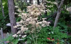 Hana Tsukasa Japanese Maple - 3 Gallon Pot (4-5') -US Fruit Trees Sales Store acer palmatum hana tsukasa japanese maple 7 1