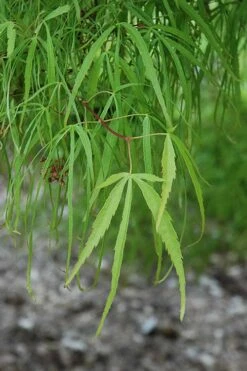 Koto No Ito Japanese Maple - 3 Gallon Pot -US Fruit Trees Sales Store acer palmatum koto no ito japanese maple 10