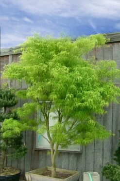 Koto No Ito Japanese Maple - 3 Gallon Pot -US Fruit Trees Sales Store acer palmatum koto no ito japanese maple 12