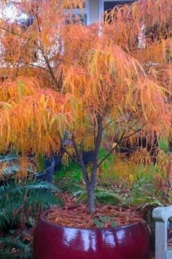 Koto No Ito Japanese Maple - 3 Gallon Pot -US Fruit Trees Sales Store acer palmatum koto no ito japanese maple 14