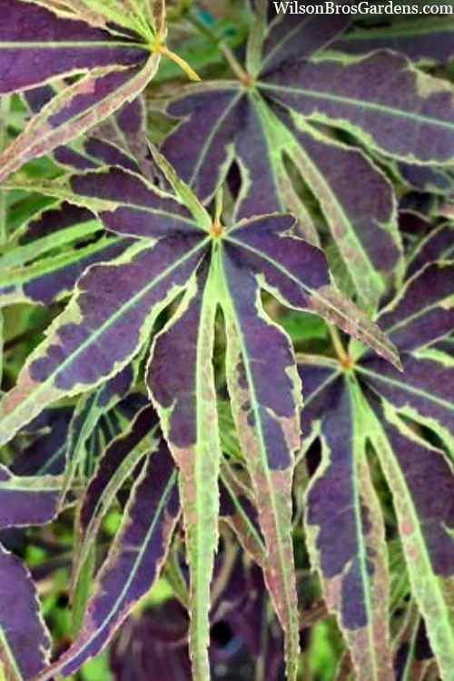 Manyo No Sato Purple Leaf Japanese Maple - 2 Gallon Pot 5 Manyo No Sato Purple Leaf Japanese Maple - 2 Gallon Pot - Image 5