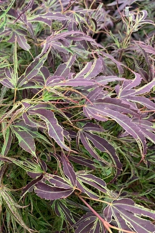 Manyo No Sato Purple Leaf Japanese Maple - 2 Gallon Pot 1 Manyo No Sato Purple Leaf Japanese Maple - 2 Gallon Pot