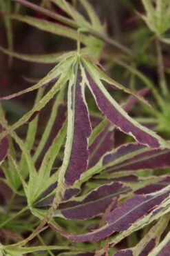Manyo No Sato Purple Leaf Japanese Maple - 2 Gallon Pot 9 Manyo No Sato Purple Leaf Japanese Maple - 2 Gallon Pot -US Fruit Trees Sales Store acer palmatum manyo no sato japanese maple 6 2