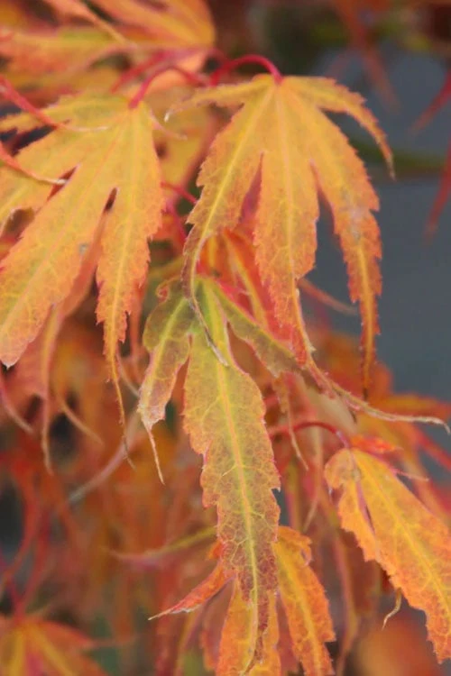 Manyo No Sato Purple Leaf Japanese Maple - 2 Gallon Pot 6 Manyo No Sato Purple Leaf Japanese Maple - 2 Gallon Pot - Image 6