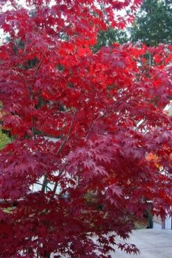 Moonfire Japanese Maple - 5 Gallon Pot 10 Moonfire Japanese Maple - 5 Gallon Pot -US Fruit Trees Sales Store acer palmatum moonfire japanese maple 2